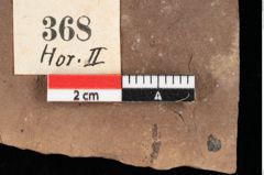 Foto (Detailansicht) von Phragmites oeningensis Braun (NHMW-GEO-2024-0188-0368)